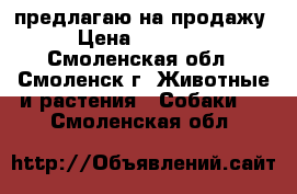 предлагаю на продажу › Цена ­ 25 000 - Смоленская обл., Смоленск г. Животные и растения » Собаки   . Смоленская обл.